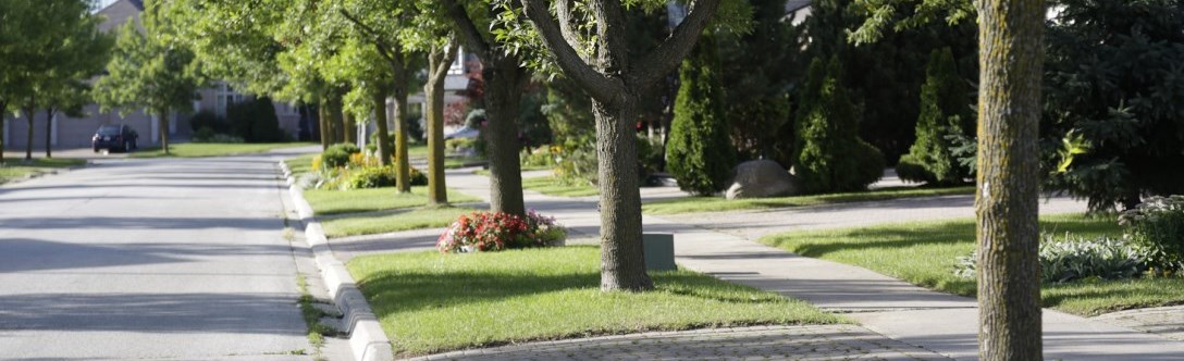 Images of tree-lined street